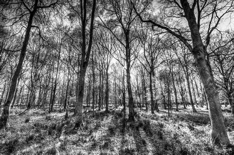 The Monochrome Forest Photograph By David Pyatt Fine Art America