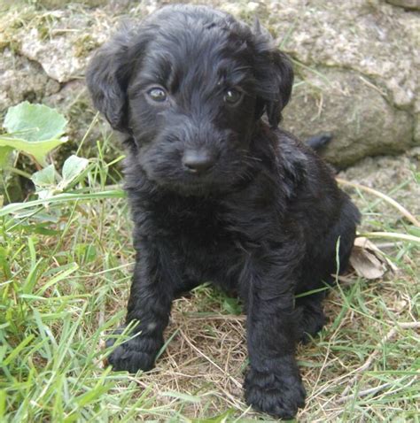 Check out our available goldendoodle puppies. Goldendoodle Puppies for Sale