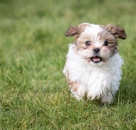 Modern shih tzus are still alert watchdogs and ferocious barkers. Best Quality Shih Tzu Puppies for Sale In Singapore (June ...