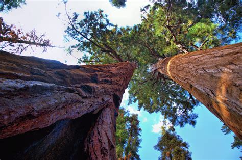 What To See In Sequoia National Park Best Place To See Sequoias In Us