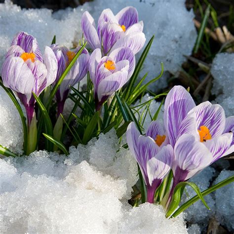 Growing Crocus How To Plant And Care For Crocus Flowers Homestead Acres