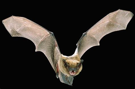20 Interesting Bat Facts