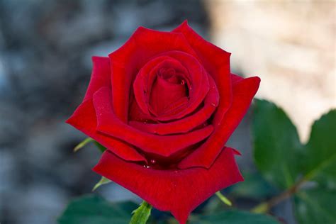 How To Grow Hybrid Tea Roses And Old Fashioned Tea Roses Hgtv