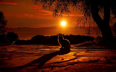 1366x768px 720p Free Download Cat Watching Sunset Cat Animals