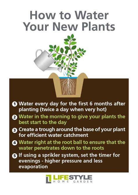 Watering Plants Tips On How And When To Water Your Plants