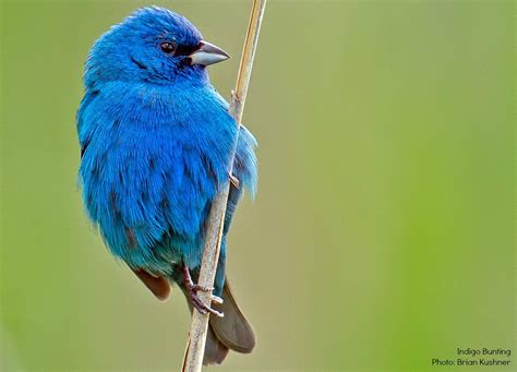 Audubon Society On Twitter Audubon Society Bird Species Bird