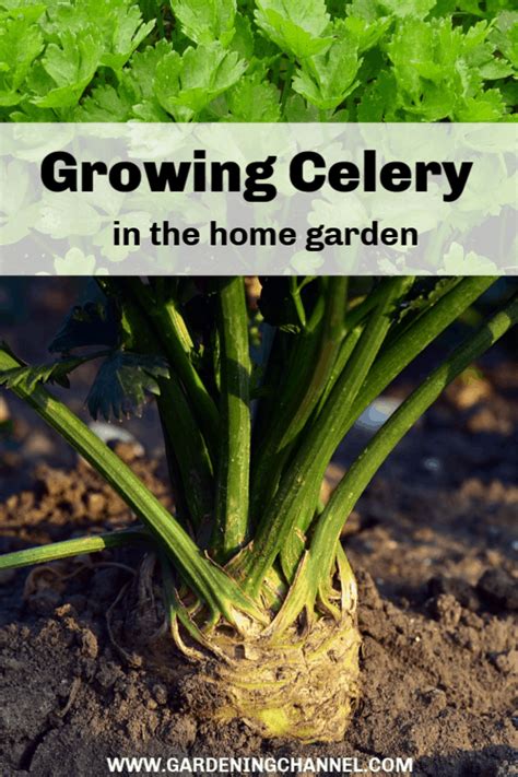 How To Grow Celery Plants Gardening Channel