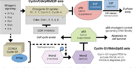 Figure 2 From Cell Cycle Checkpoint Control The Cyclin G1mdm2p53