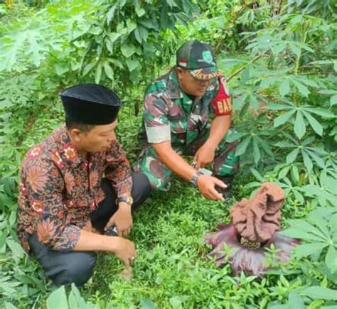 Heboh Tanaman Serupa Rafflesia Tumbuh Membesar Di Kebun Milik Warga