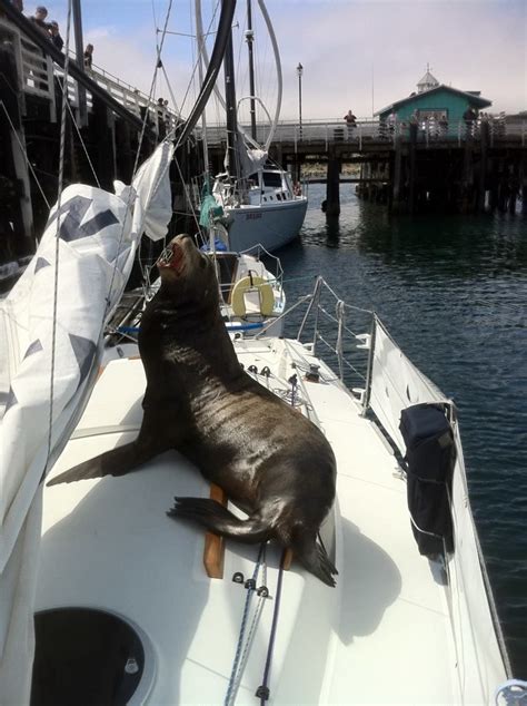 A Sea Lion Boards One Of Monterey Bay Sailings Sailboats What Is Your