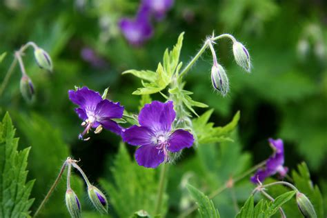 We did not find results for: Top 10 plants for shade - The English Garden