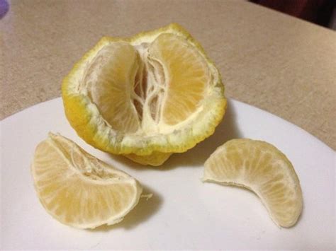 Lemon Mandarin Hybrid