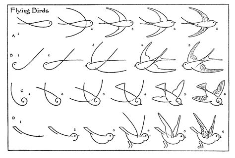 Https://tommynaija.com/draw/how To Draw A Bird Flying For Kids
