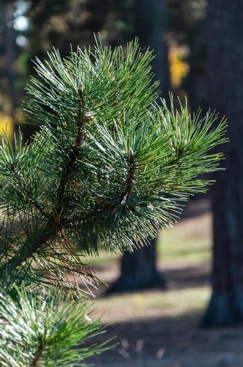 A Bright Evergreen Pine Tree Green Needles Branches With Rain Drops