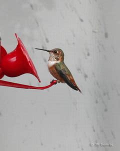 As the light levels change seasonally, hummingbirds purposefully eat more, increasing their weight by 25 to 40 percent. West Coast Allen's hummingbird a surprising sight in Ohio ...
