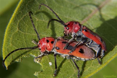 Red Milkweed Beetle North American Insects And Spiders