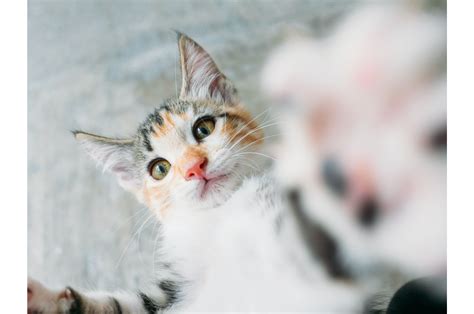 What Does a Cat Need to Be Healthy? - Tarzana Pet Clinic