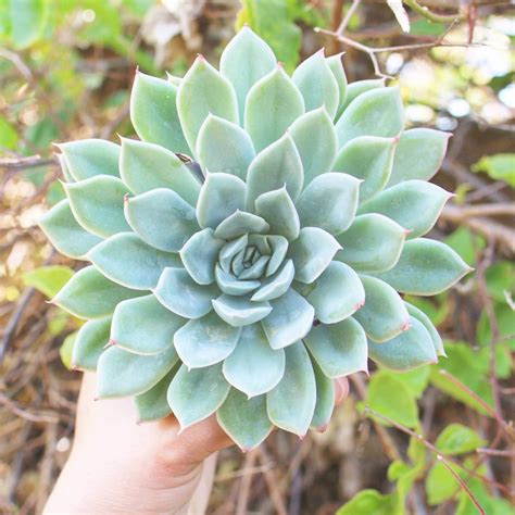Echeveria Light Green Everything You Need To Know About Them