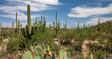 Saguaro National Park Come Visitare La Foresta Dei Cactus Giganti