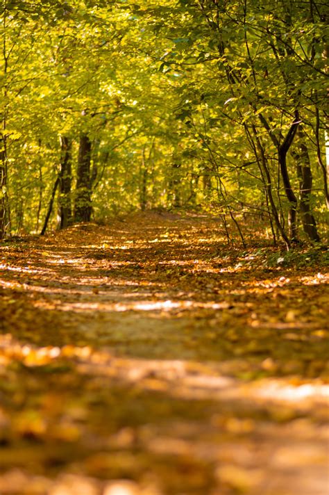 Fotos Gratis Naturaleza Amarillo Otoño árbol Camino Caduco