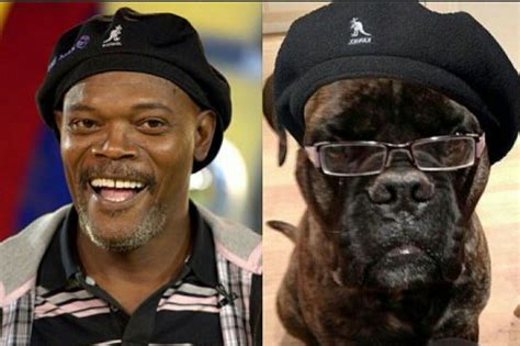 16 Dogs Who Look Suspiciously Like Their Owners Dogs Who