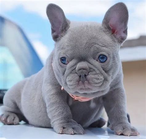 33 Rare French Bulldog Photo Bleumoonproductions