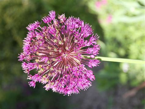 Allium Purple Sensation Ail d ornement à fleurs violet pourpre en boule