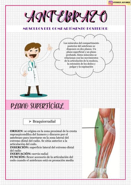 Antebrazo Músculos Del Compartimentos Posterior Nicole Yesely Alvarez