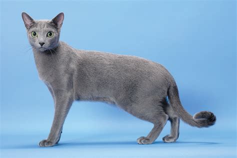 9 Reasons We Love The Russian Blue Cat Catster