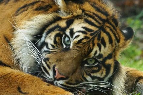 Sumatran Tigers Everything You Need To Know Tiger Tribe