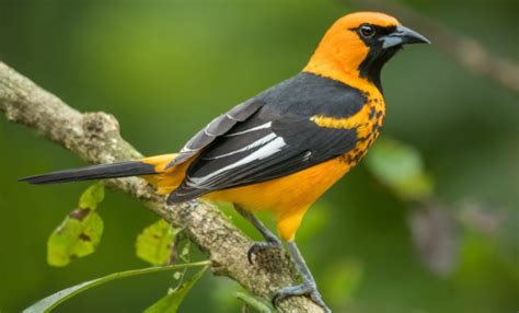 The 3 Oriole Species In Florida W Range Maps Nature Blog Network