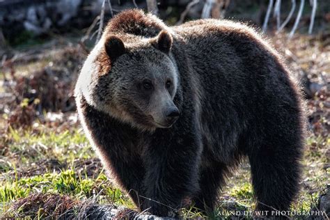 The Grizzly Bear Ursus Grizzly Bear Brown Bear Animal Kingdom