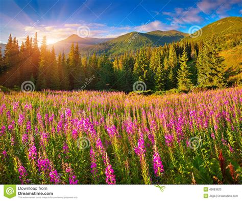 Beautiful Autumn Landscape In Mountains With Pink Flowers