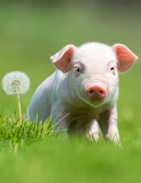What Are Some Funny Pig Name Puns I Can Name My Pet