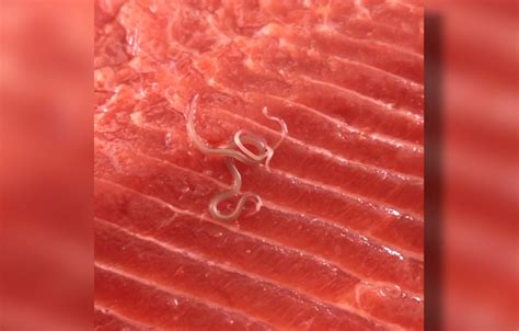 Worms Found In Salmon Bought From Costco Kgtv Tv San Diego