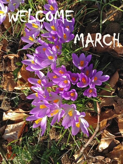 Welcome March Love The Springtime Spring Crocus Outdoor Gardens