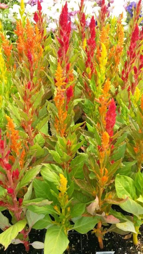 Hd to 4k quality, all ready for download! These flowers look like little colorful pine trees ...