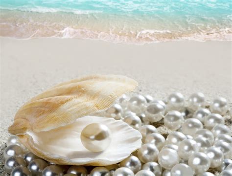 Hd Wallpaper White Seashell Sand Beach Shore Pearl Perl Water