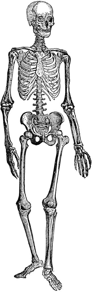 Skeleton Clipart Download Skeleton Clipart For Free 2019
