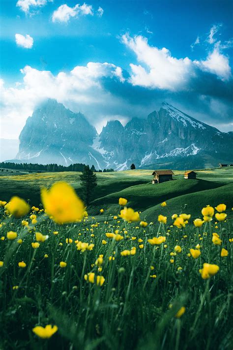 5k Free Download Flowers Field Mountains Snow Snowy Hd Phone