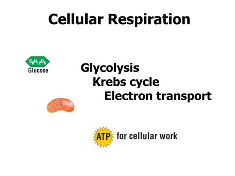 Ppt Intro To Cellular Respiration Glycolysis Krebs Cycle My XXX Hot Girl
