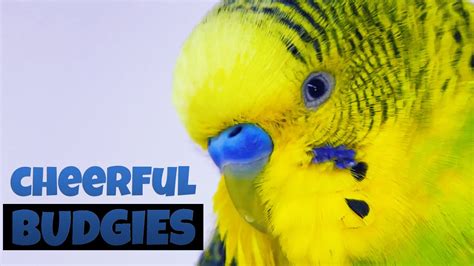 Music For Budgies To Dance Budgie Sounds Youtube