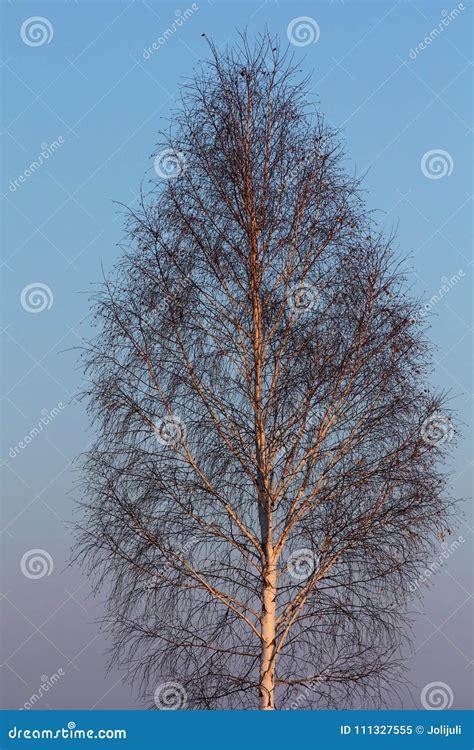 Birch Tree In Sunset Light Stock Image Image Of Beauty 111327555