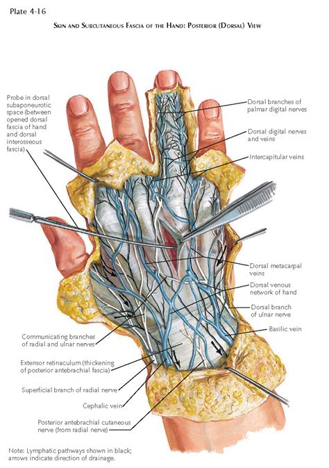 Fascia And Superficial Anatomy Of The Hand Pediagenosis