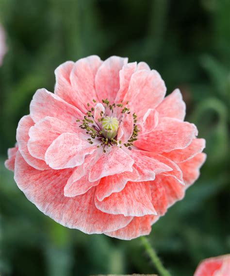 Types Of Poppies 16 Of The Most Beautiful Annual