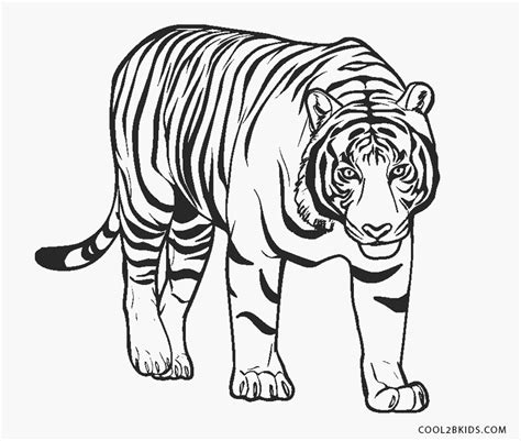 Desenhos De Tigres Para Imprimir E Colorir Animais Pa Vrogue Co