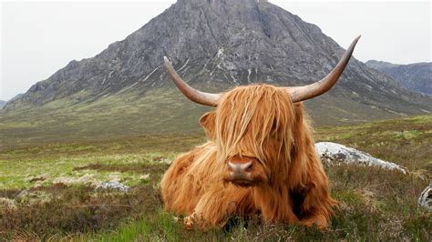 Desaturated Highland Cow Photos All Recommendation