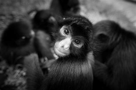 Wildlife & Conservation | Wildlife conservation, Monkey pictures, Wildlife