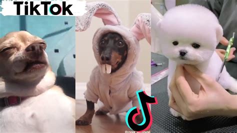 Funny Dogs Of Tiktok Compilation ~ Cute Little Puppies Youtube