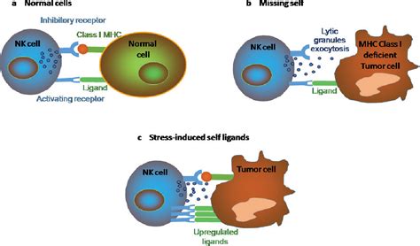 Figure 2 From Nk Cells In Cancer Immunotherapy Semantic Scholar